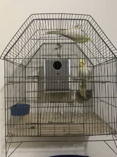 Cocktail Pair for Sale