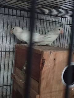 Breeding pair with 5 eggs average
