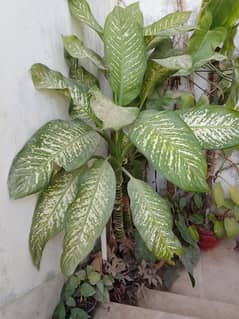 Deffenbachia