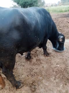 qurbani k liye Sadha/Bull behtareen Pala hua branded. . . . . !!