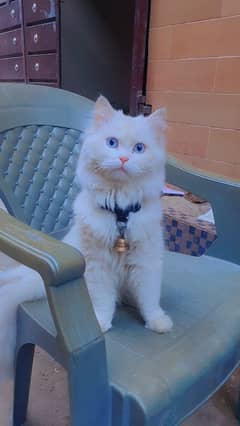 cat for sale