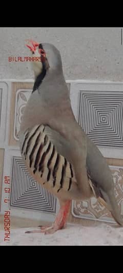 chakoor