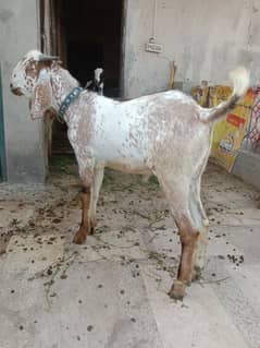 Fresh donda Khassi Bakra 2025