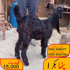 Bakra