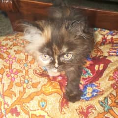 Female kitten for sale