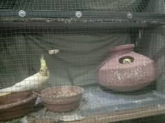 Parrots