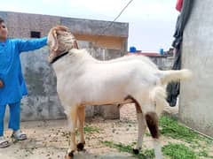 bakra