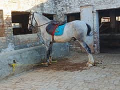 sawa horse for sale