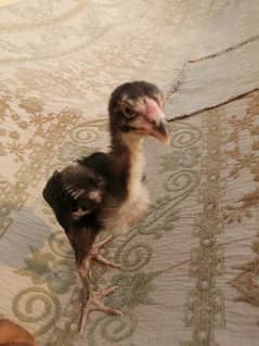 pure japanese o shamo ring bird chicks