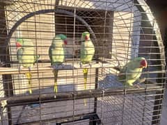 raw parrots