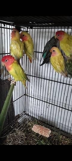 dilute opaline with 5 self chicks