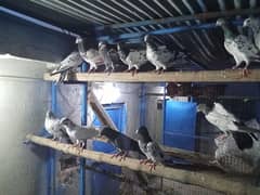 pegions