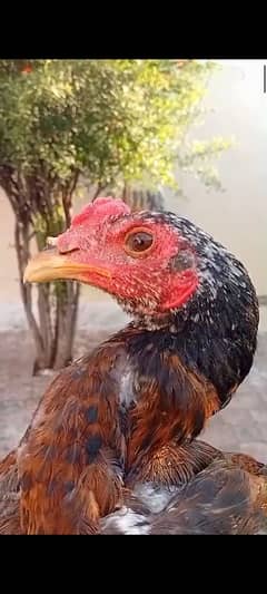 burmi