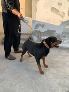 Rottweiler dog