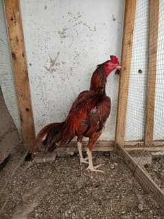 peela murga for sale high quality bird