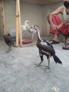 Aseel