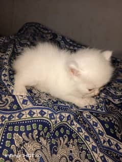 persian kitten