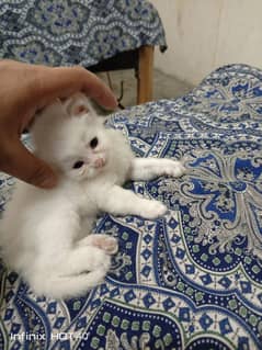 persian