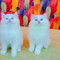 Persian cat for sale bule eyes