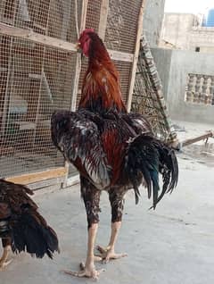 Assel Long Height Beautiful Murga For sale
