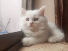 cat's and kitten
