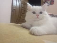 kitten