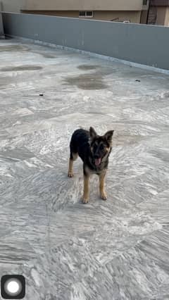 Vaccinated German shepherd for sale