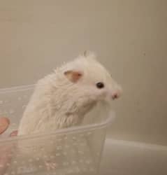 Healthy and Active hamsters