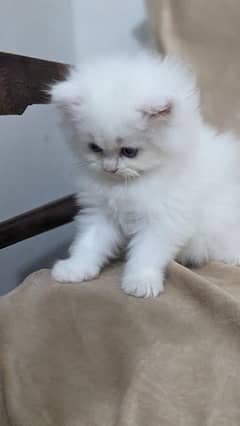 Persian