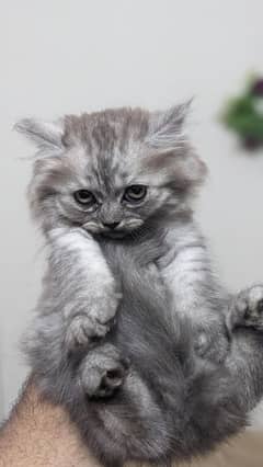Persian