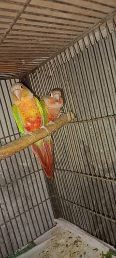 High Red Factor Conure Pair