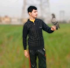 hand taim pijon empotid baljiom breed