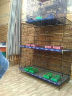 parrots