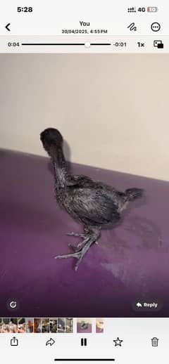 Ayam