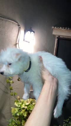 Beautiful poodle for sale