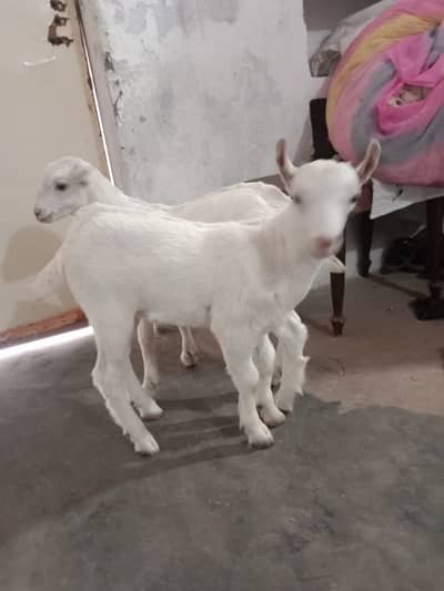 2 male for goat