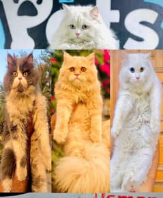 Persian Punch face triple coat cat Kitten