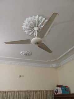 fan