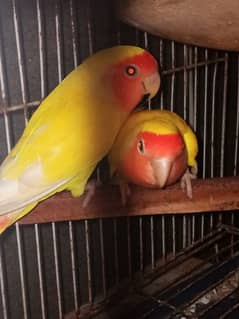 ELITE QUALITY BREEDER LOVEBIRDS