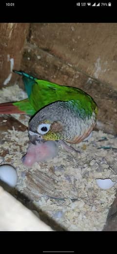yellow sided conure breeder pair