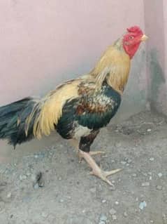 aseel for sale
