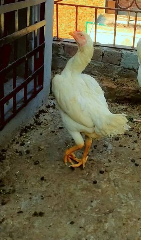 paper white egg laying female shamo 0