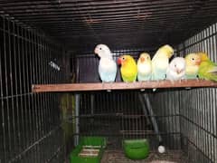breeder