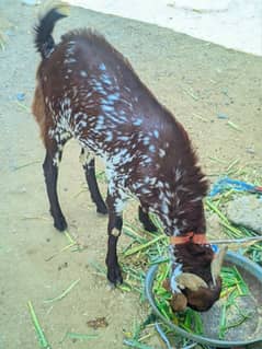 Bakra