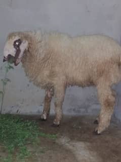 dumba for sale