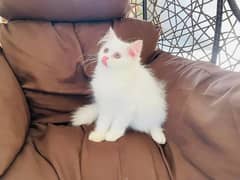 kitten