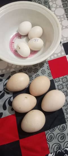 peacock fertile eggs