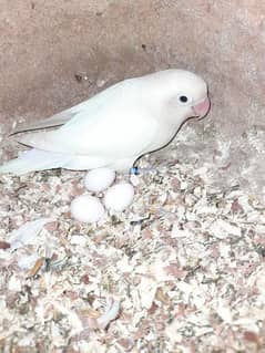 Albino pairs