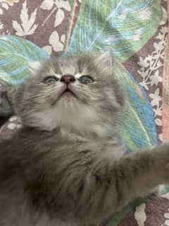 CUTE SIBERIAN KITTENS URGENT SALE