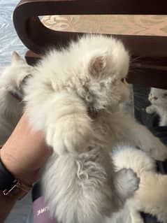 Persian triple coated punch face kittens